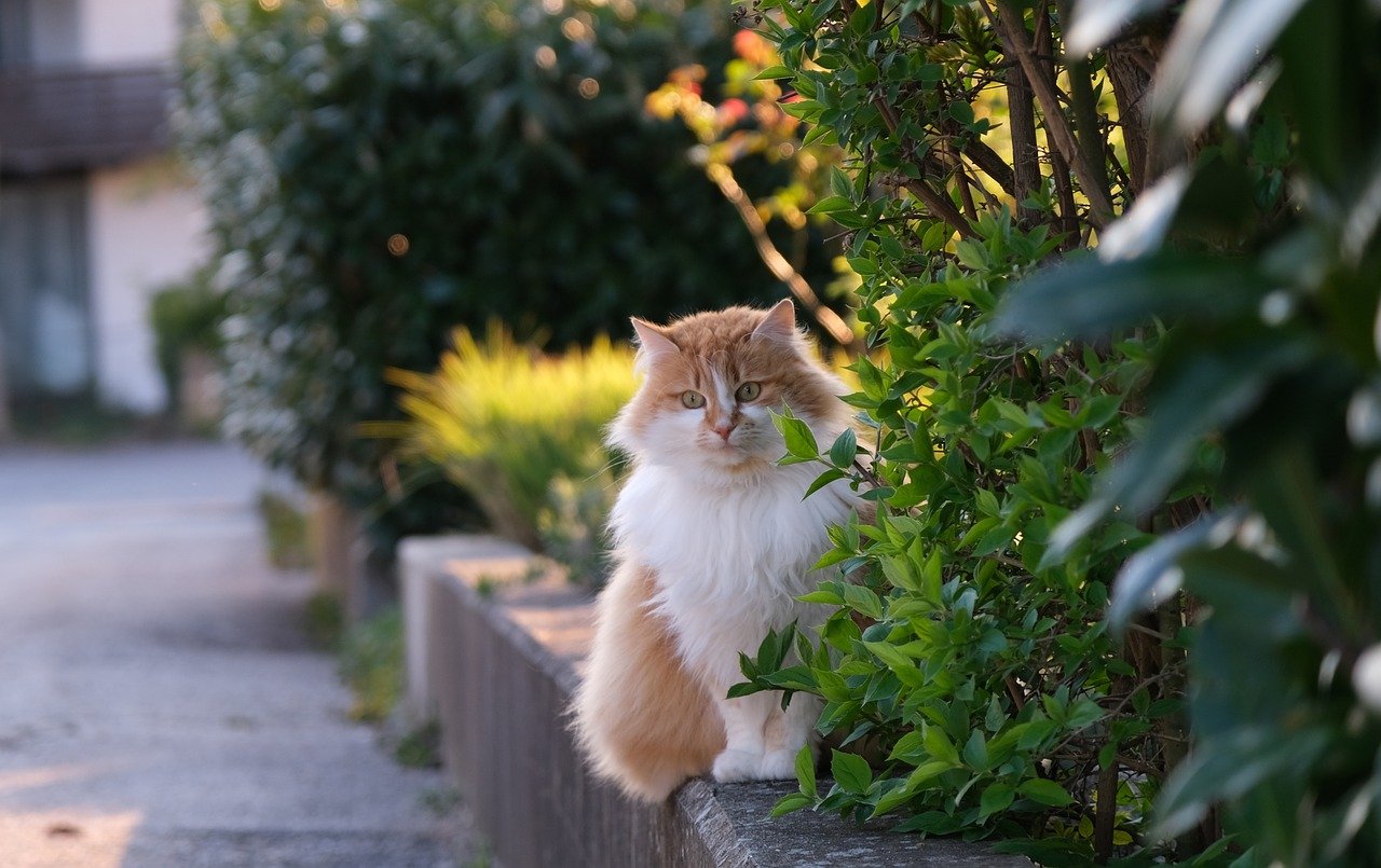 The Gentle Nature of the American Curl